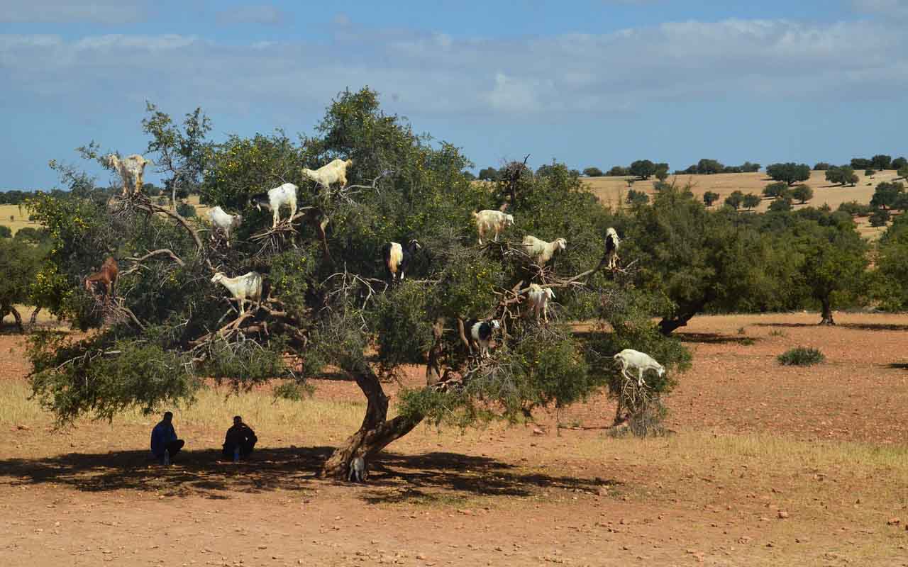 Best of Morocco